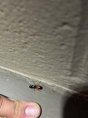 Camponotus sansabeanus