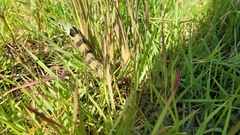 Rhabdophis tigrinus