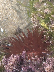 Phlyctenanthus australis