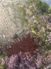 Phlyctenanthus australis