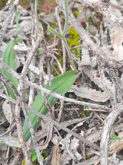 Caladenia flava flava