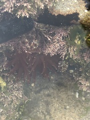 Phlyctenanthus australis