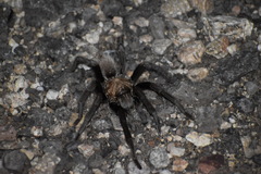 Aphonopelma chalcodes