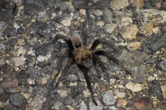 Aphonopelma chalcodes