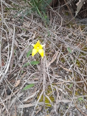 Caladenia flava flava