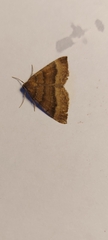 Larentia clavaria