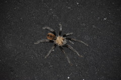 Aphonopelma chalcodes