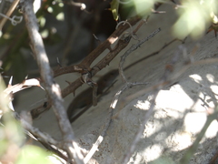 Algyroides nigropunctatus