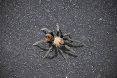 Aphonopelma chalcodes
