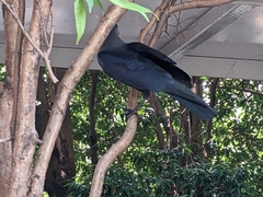 Corvus splendens