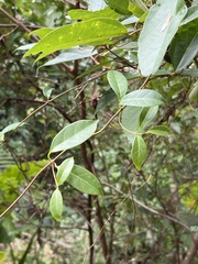 Urceola rosea
