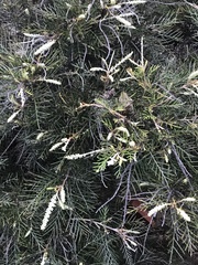 Hakea teretifolia
