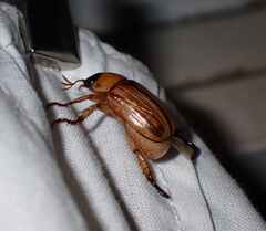 Coleoptera