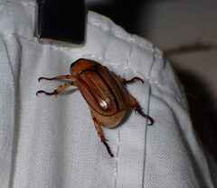 Coleoptera
