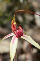 Caladenia fulva