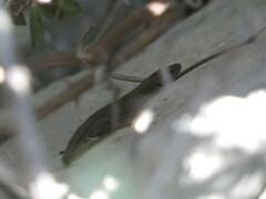 Algyroides nigropunctatus