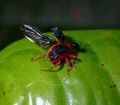 Apoderinae