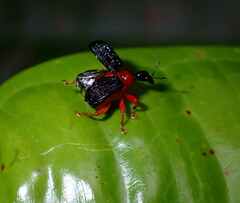 Apoderinae