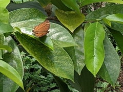Junonia hedonia