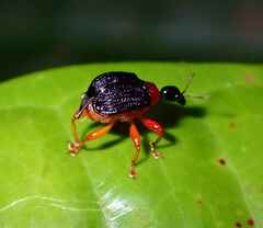 Apoderinae