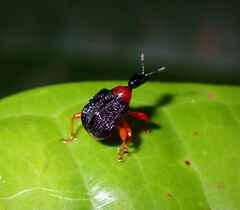 Apoderinae