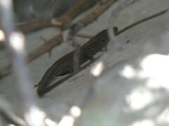 Algyroides nigropunctatus