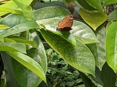 Junonia hedonia