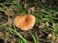 Lactarius torminosus