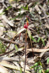 Caladenia fulva