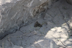 Melipotis perpendicularis