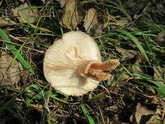 Lactarius torminosus