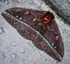 Procitheronia purpurea