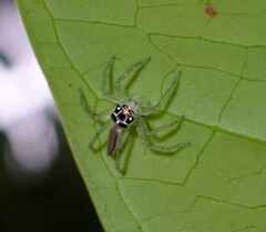 Telamonia