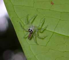 Telamonia