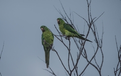 Psittacara holochlorus