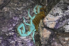 Centruroides sculpturatus