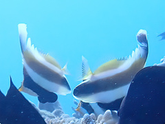 Heniochus chrysostomus