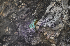 Centruroides sculpturatus