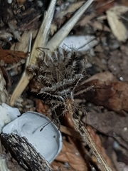 Phyllomorpha laciniata