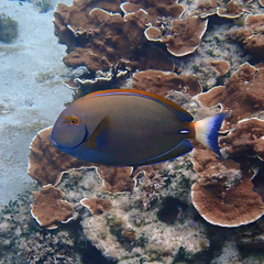 Acanthurus dussumieri