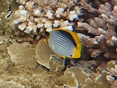 Chaetodon melannotus