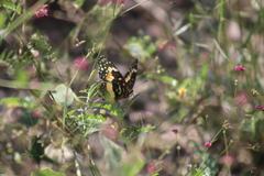 Chlosyne lacinia adjutrix