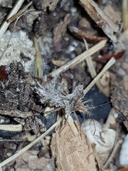 Phyllomorpha laciniata