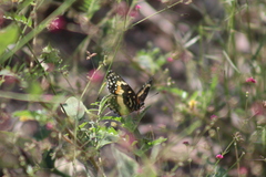 Chlosyne lacinia adjutrix