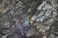 Centruroides sculpturatus