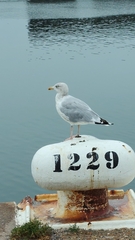 Larus argentatus