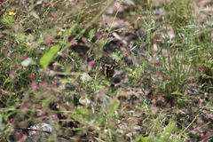 Chlosyne lacinia adjutrix