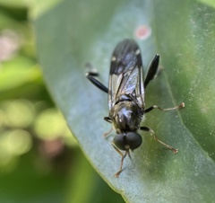 Exaireta spinigera