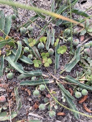 Euphorbia tuberosa