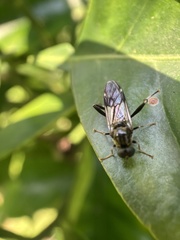 Exaireta spinigera
